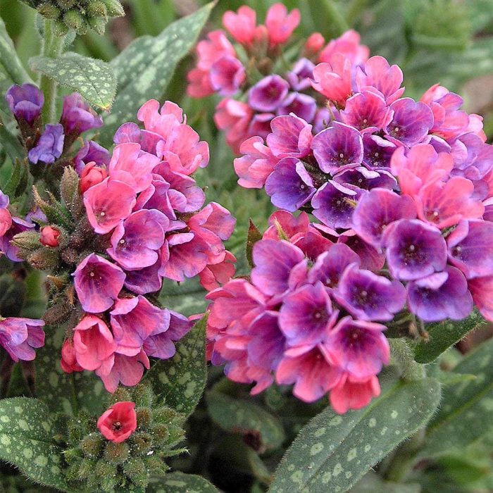 Flowers to plant under trees