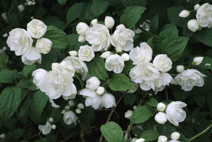 Shrubs mock shrub flowering fragrant blooming philadelphus bloom blooms dwarf smell thespruce holmes neil