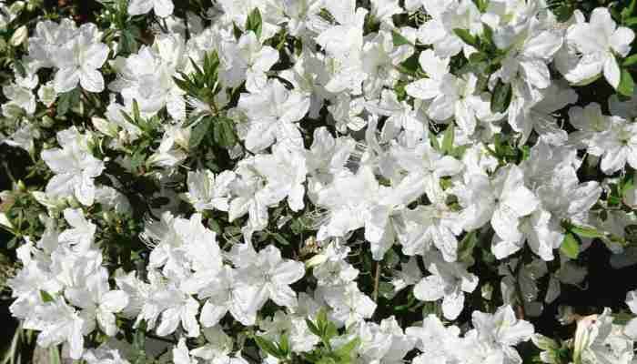 Evergreen plant with white flowers