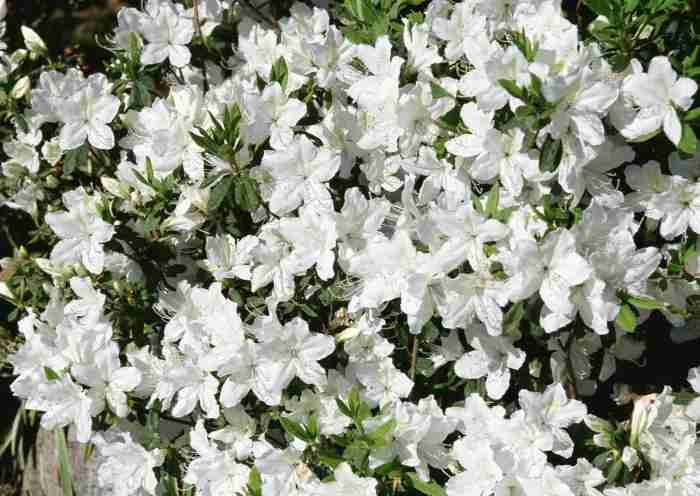 Evergreen plant with white flowers